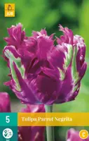 Tulipa Parrot Negrita 5 tulpenbollen - afbeelding 1