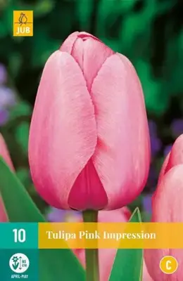 Tulipa Pink Impression 10 tulpenbollen - afbeelding 2