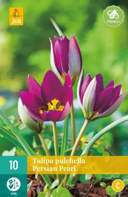 Tulipa pulch. Persian Pearl 10 tulpenbollen - afbeelding 1