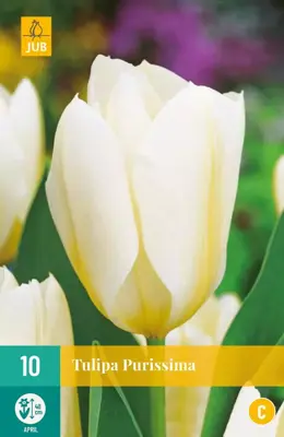 Tulipa Purissima 10 tulpenbollen - afbeelding 1