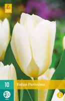 Tulipa Purissima 10 tulpenbollen - afbeelding 1