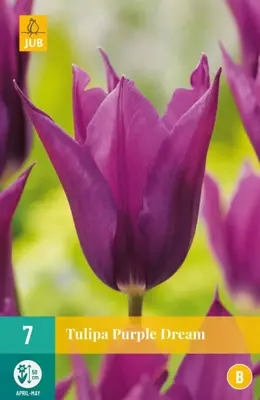 Tulipa Purple Dream 7 tulpenbollen - afbeelding 1