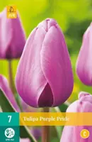 Tulipa purple pride 7st - afbeelding 2