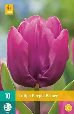 Tulipa Purple Prince 10 stuks - afbeelding 1