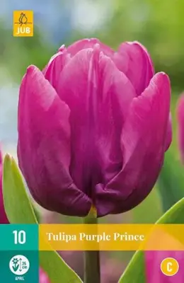 Tulipa Purple Prince 10 stuks - afbeelding 2