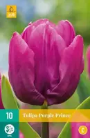 Tulipa Purple Prince 10 stuks - afbeelding 2