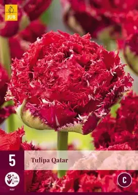 Tulipa qatar 5st - afbeelding 2
