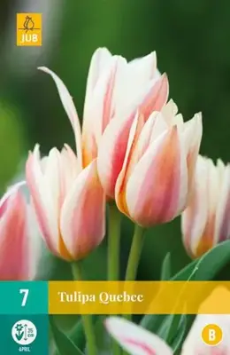 Tulipa Quebec 7 tulpenbollen - afbeelding 2