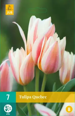 Tulipa Quebec 7 tulpenbollen - afbeelding 1