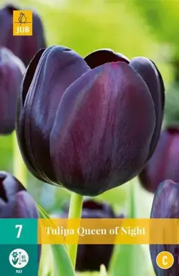 Tulipa Queen of Night 7 tulpenbollen - afbeelding 2