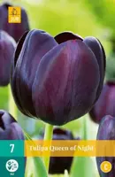 Tulipa Queen of Night 7 tulpenbollen - afbeelding 2