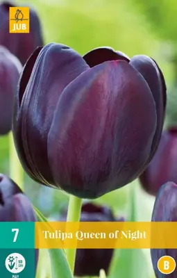 Tulipa Queen of Night 7 tulpenbollen - afbeelding 1