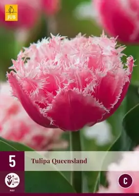 Tulipa Queensland 5 tulpenbollen - afbeelding 2