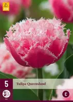 Tulipa Queensland 5 tulpenbollen - afbeelding 2