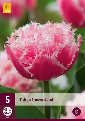 Tulipa Queensland 5 tulpenbollen - afbeelding 1