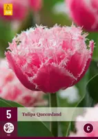 Tulipa Queensland 5 tulpenbollen - afbeelding 1