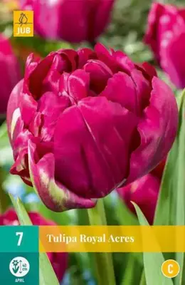 Tulipa Royal Acres 7 tulpenbollen - afbeelding 1