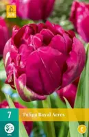 Tulipa Royal Acres 7 tulpenbollen - afbeelding 1