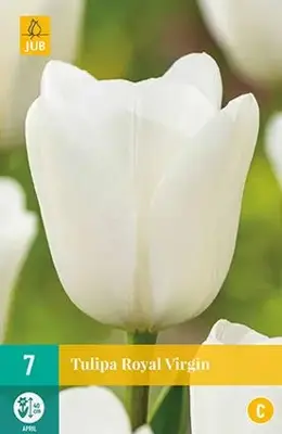 Tulipa Royal Virgin 7 stuks - afbeelding 1