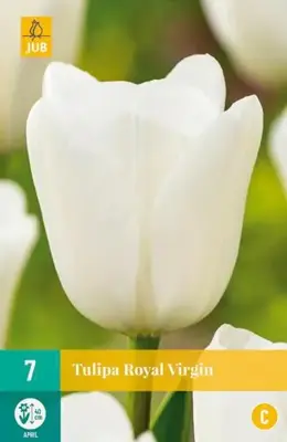 Tulipa Royal Virgin 7 stuks - afbeelding 2