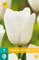 Tulipa Royal Virgin 7 stuks - afbeelding 2