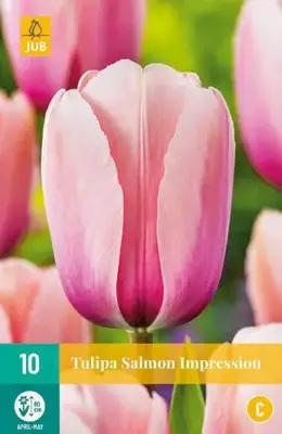 Tulipa Salmon Impression 10 stuks - afbeelding 2