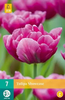 Tulipa Showcase 7 tulpenbollen - afbeelding 2