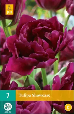 Tulipa Showcase 7 tulpenbollen - afbeelding 1