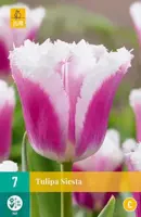 Tulipa Siesta 7 tulpenbollen - afbeelding 2