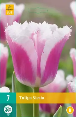 Tulipa Siesta 7 tulpenbollen - afbeelding 1