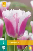 Tulipa Siesta 7 tulpenbollen - afbeelding 1