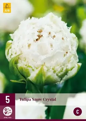 Tulipa Snow Crystal 5 tulpenbollen - afbeelding 2