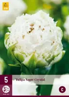Tulipa Snow Crystal 5 tulpenbollen - afbeelding 2