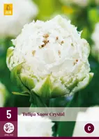 Tulipa Snow Crystal 5 tulpenbollen - afbeelding 1