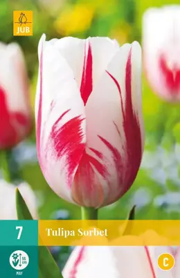 Tulipa Sorbet 7 tulpenbollen - afbeelding 1