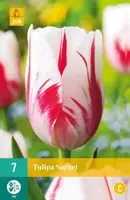 Tulipa Sorbet 7 tulpenbollen - afbeelding 1