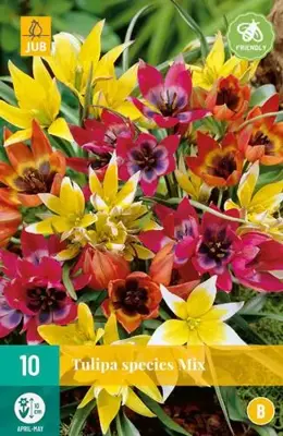 Tulipa Species mix 10 tulpenbollen - afbeelding 2
