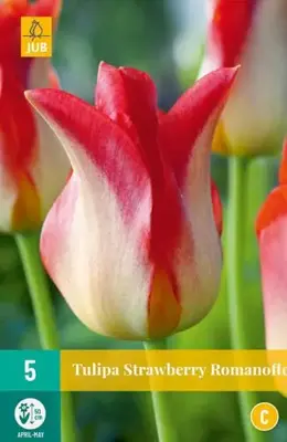 Tulipa Strawberry Romanoff 5 tulpenbollen - afbeelding 1