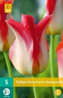 Tulipa Strawberry Romanoff 5 tulpenbollen - afbeelding 1