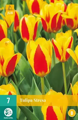 Tulipa Stresa 7 tulpenbollen - afbeelding 1