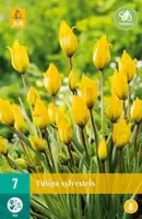 Tulipa sylvestris 7st - afbeelding 2