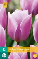 Tulipa Synaeda Amor 10 tulpenbollen - afbeelding 2