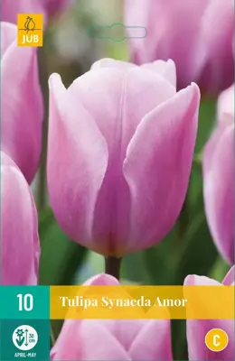 Tulipa Synaeda Amor 10 tulpenbollen - afbeelding 1