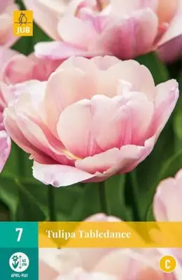 Tulipa tabledance 7 bloembollen - afbeelding 2