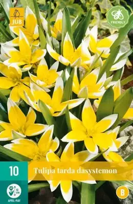 Tulipa Tarda 10 tulpenbollen - afbeelding 2