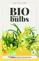 Tulipa tarda 7 bloembollen - afbeelding 1