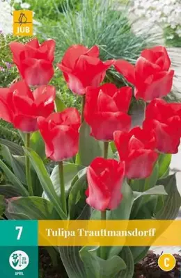 Tulipa Trauttmansdorff  7 tulpenbollen - afbeelding 2