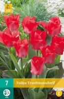 Tulipa Trauttmansdorff  7 tulpenbollen - afbeelding 2