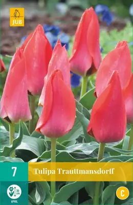 Tulipa Trauttmansdorff  7 tulpenbollen - afbeelding 1