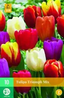 Tulipa Triumph mix 10 tulpenbollen - afbeelding 2
